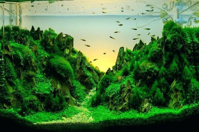 Desain Aquascape